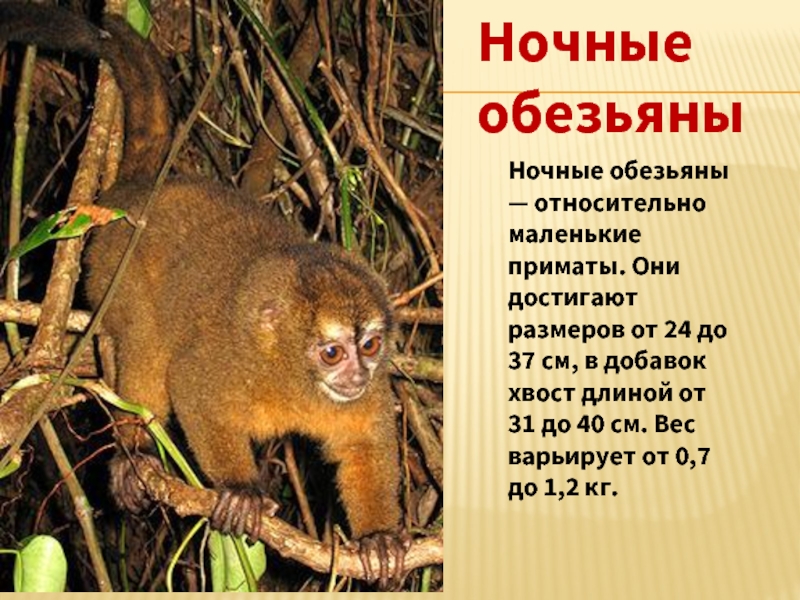 Ночные обезьяныНочные обезьяны — относительно маленькие приматы. Они достигают размеров от 24 до 37 см, в добавок