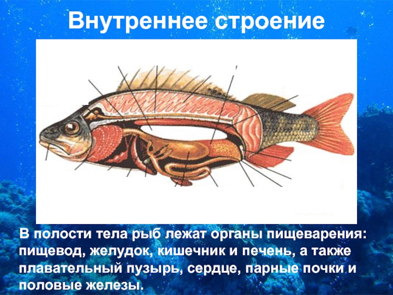 Внутреннее строение  В полости тела рыб лежат органы пищеварения: пищевод, желудок, кишечник и печень, а также