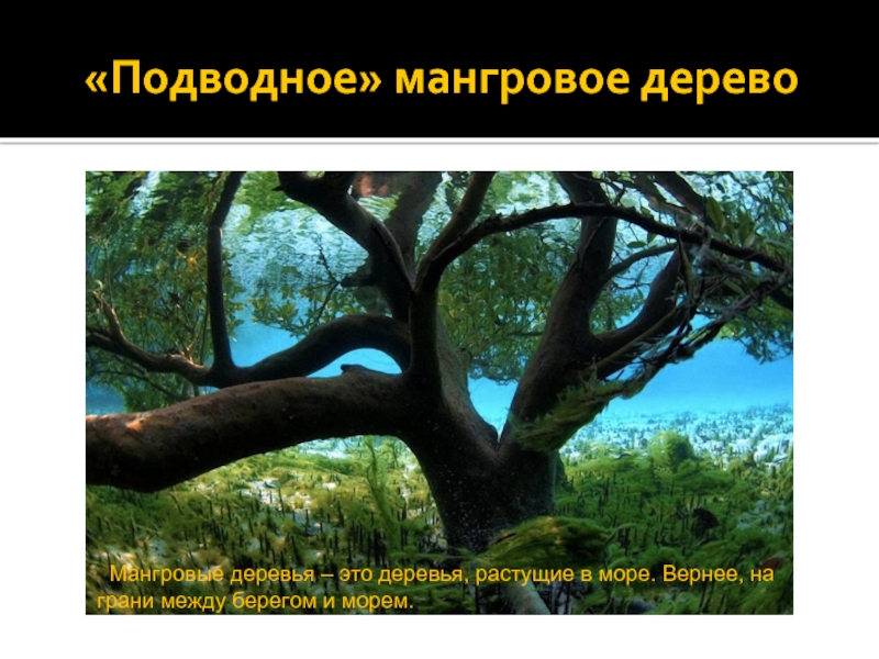 «Подводное» мангровое дерево Мангровые деревья – это деревья, растущие в море. Вернее, на грани между берегом и