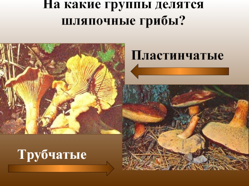 Три группы шляпочных грибов