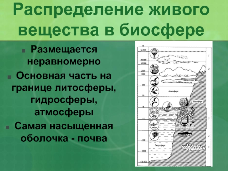 Закономерности распространения живых организмов на земле 6 класс география презентация климанова