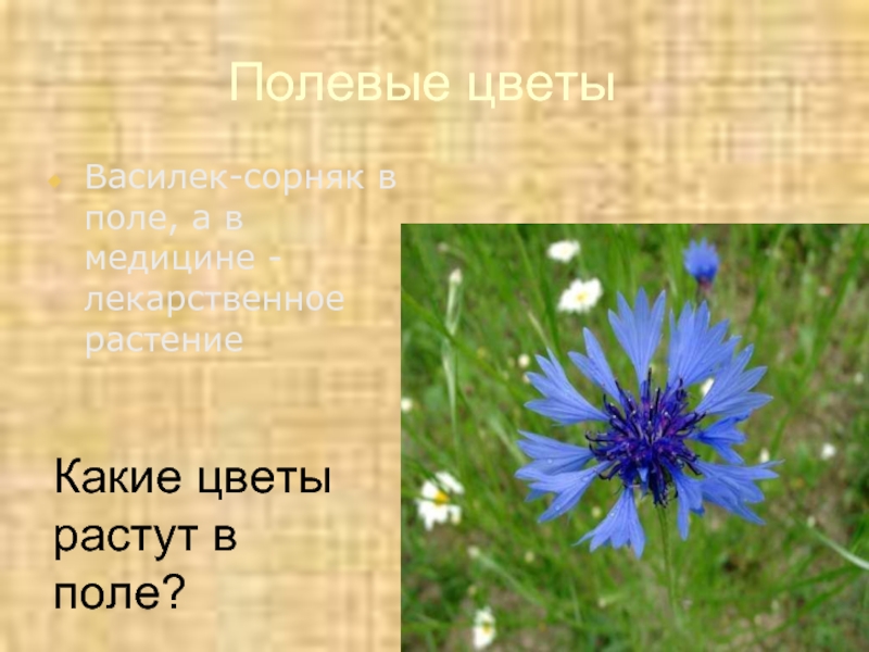 Полевые цветыВасилек-сорняк в поле, а в медицине - лекарственное растениеКакие цветы растут в поле?