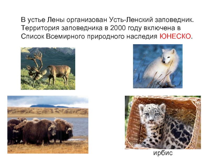 В устье Лены организован Усть-Ленский заповедник. Территория заповедника в 2000 году включена в Список Всемирного природного наследия