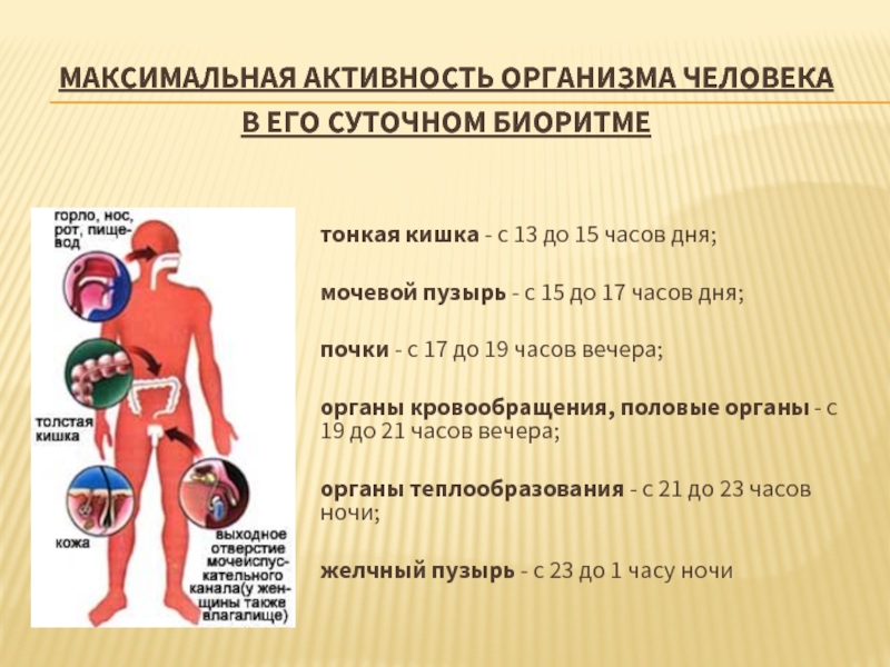 Максимальная активность организма человека в его суточном биоритме тонкая кишка - с 13 до 15 часов дня;