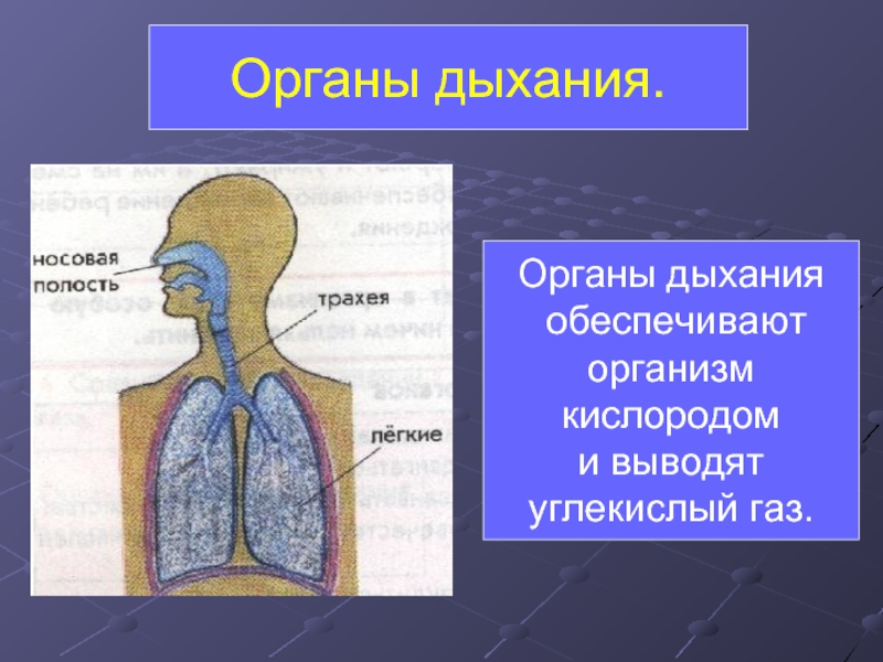 Органы дыхания человека 3 класс презентация