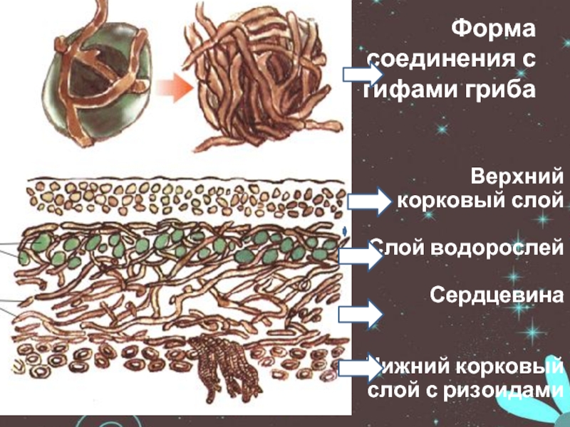 Водоросли гифы гриба. Формы соединения с гифами гриба. Формы соединения водорослей с грибами гифа. Ajhvs cjtlbytybz djljkhjcktq c uhbafvb UHB,F. Корковый слой лишайника.