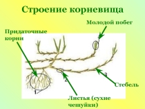 Видоизмененные побеги
