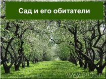 Сад и его обитатели