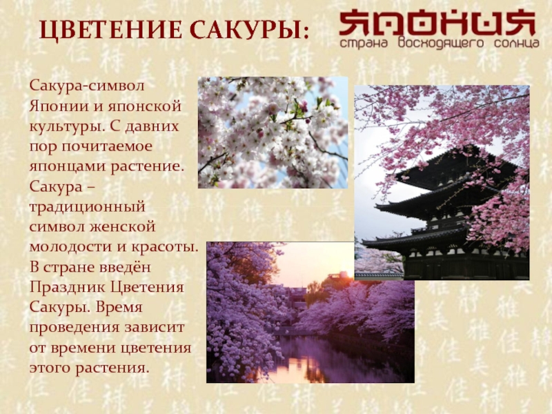 ЦВЕТЕНИЕ САКУРЫ:Сакура-символ Японии и японской культуры. С давних пор почитаемое японцами растение.     Сакура