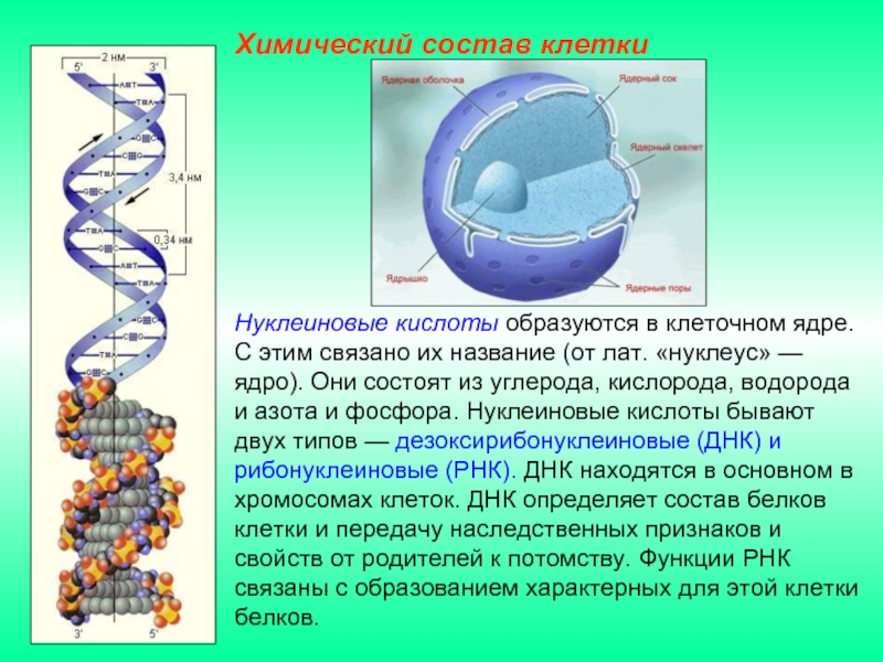 Химический состав клетки презентация 5 класс презентация