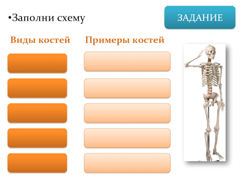 ЗАДАНИЕЗаполни схемуВиды костейПримеры костей