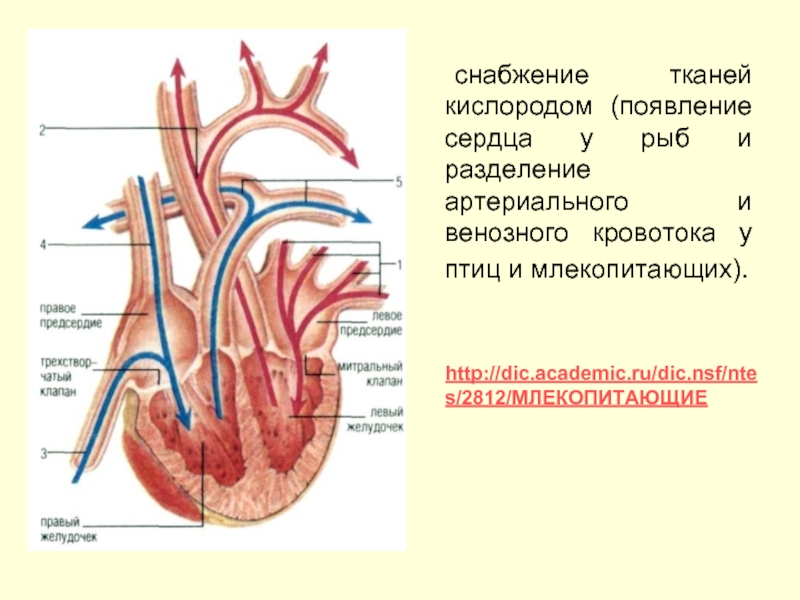 снабжение тканей кислородом (появление сердца у рыб и разделение артериального и венозного кровотока у птиц и млекопитающих).