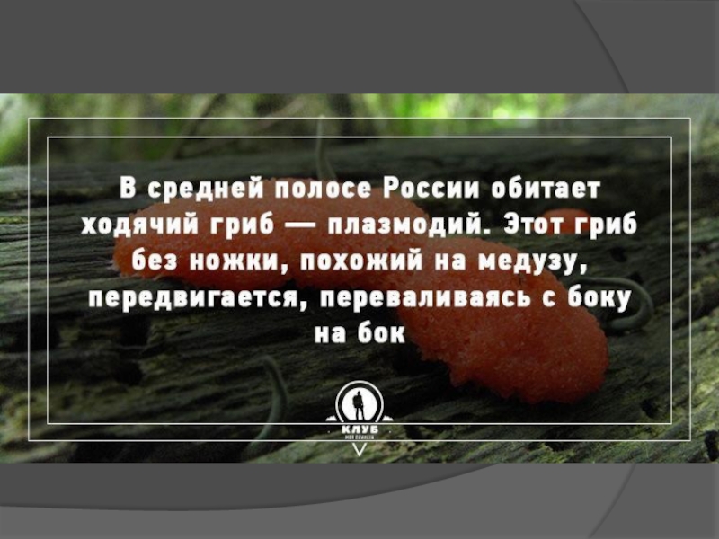 Факты о грибах. Интересные факты о грибах. Удивительные факты о грибах. Необычные факты о грибах. 5 Интересных фактов о грибах.