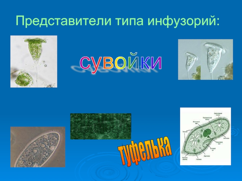 Питание инфузории. Представители инфузории туфельки. Тип инфузории представители. Инфузории представители простейших. Представители инфузорий инфузории сувойки.