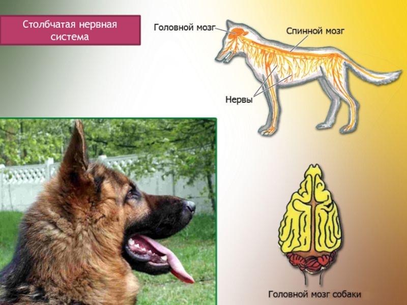 Нервная система животных презентация