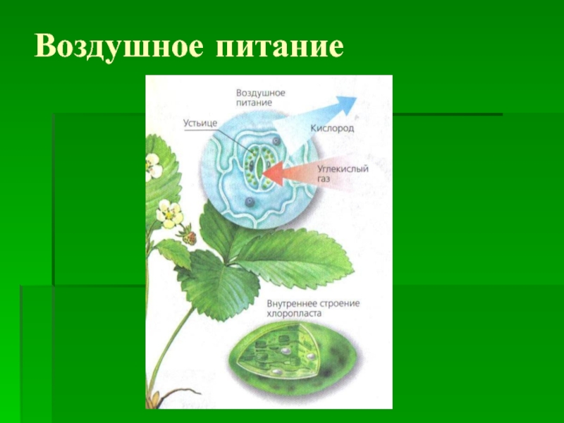 Воздушное питание. Воздушное питание растений. Питание растений биология. Воздушное питание растений схема. Питание растений презентация.