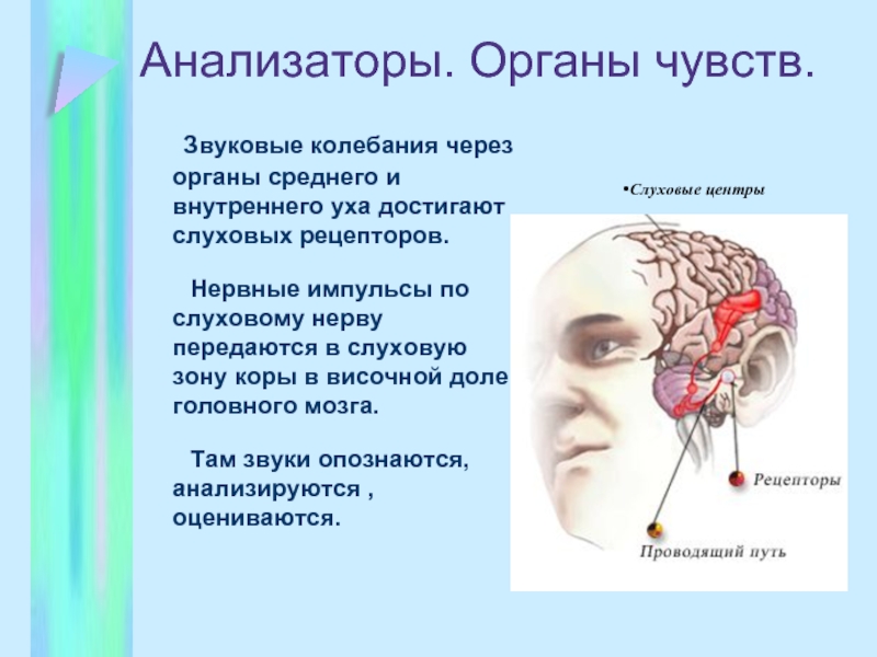 Анализаторы. Органы чувств.	Звуковые колебания через органы среднего и внутреннего уха достигают слуховых рецепторов.	 Нервные импульсы по слуховому