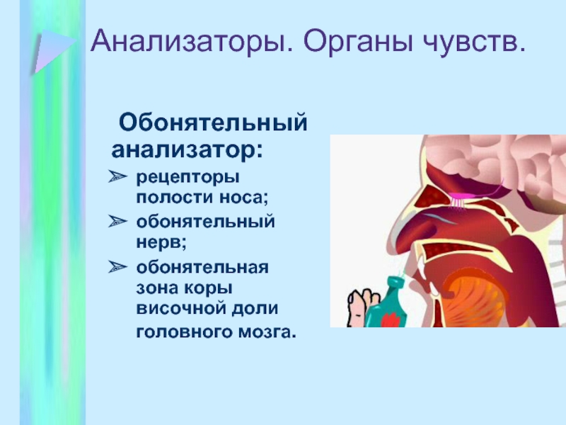 Анализаторы. Органы чувств.	Обонятельный анализатор:рецепторы полости носа;обонятельный нерв;обонятельная зона коры височной доли головного мозга.