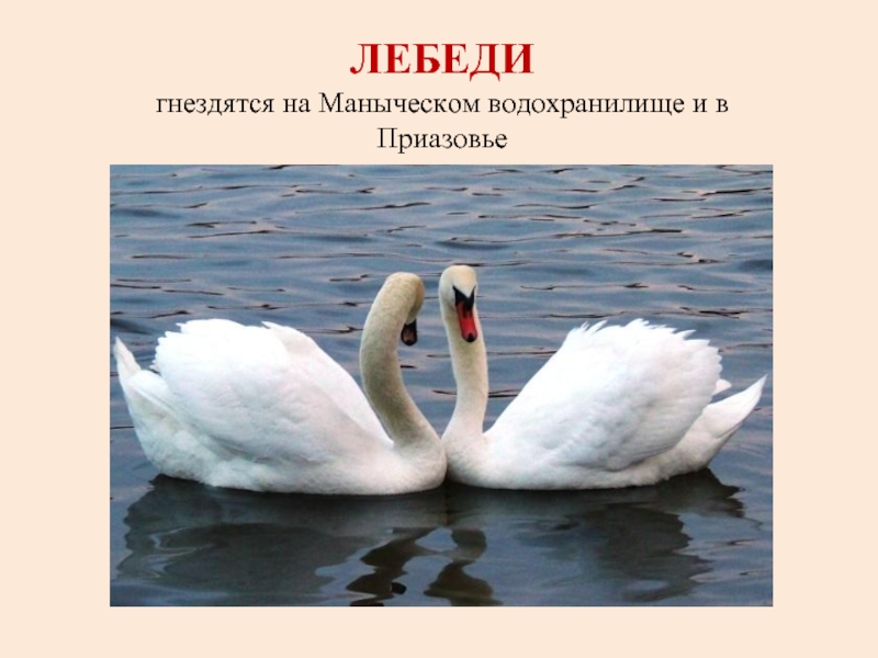 Животные красной книги ростовской. Лебеди красная книга Ростовской области. Животные красной книги Ростовской области. Красная книга животных Ростовской области. Птицы из красной книги Ростовской области.