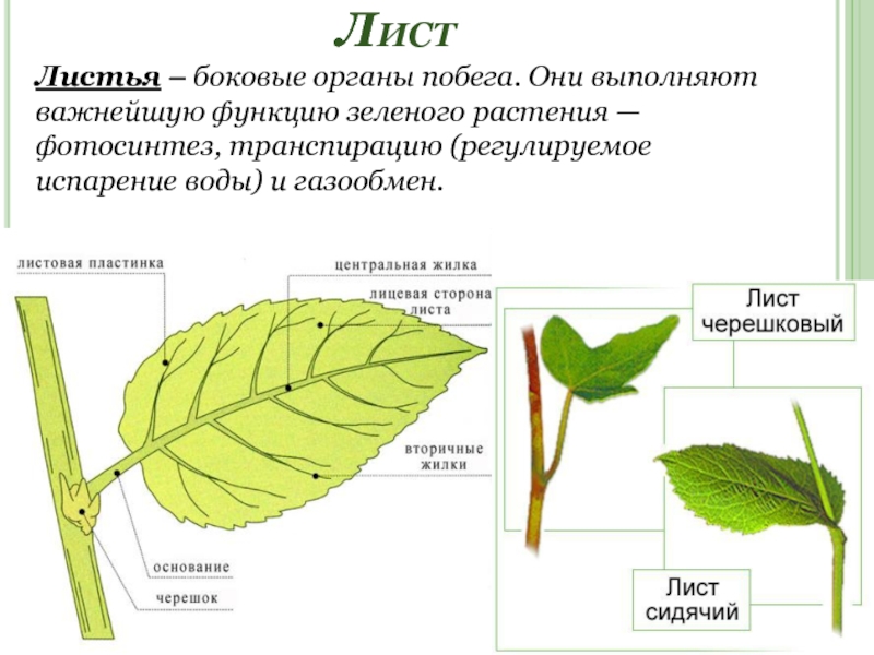 ЛистЛистья – боковые органы побега. Они выполняют важнейшую функцию зеленого растения — фотосинтез, транспирацию (регулируемое испарение воды)