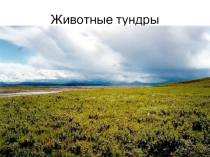 Животные тундры (4 класс)