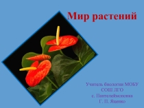 Мир растений