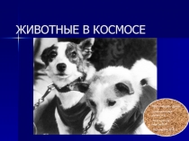 ЖИВОТНЫЕ В КОСМОСЕ 