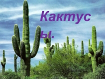 Кактусы