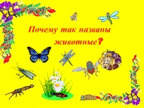 Почему так названы  животные?