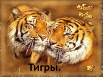 Тигры