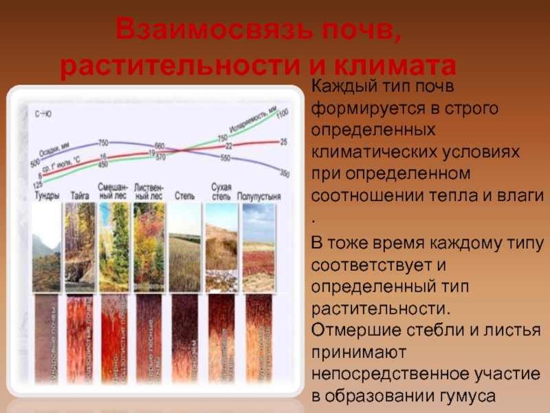 Растительный покров это почва. Типы почв. Взаимосвязь почв растительности и климата. Взаимосвязь типов почв и растительности. Типы почв России.
