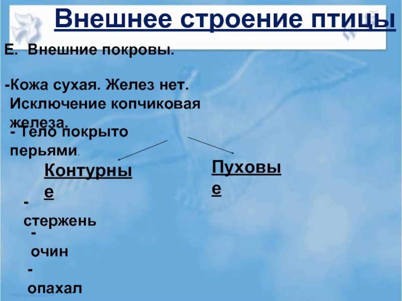 Копчиковая железа у каких птиц. Внешнее строение и покровы птиц. Строение кожи птиц. Наружный Покров птиц. Кожный Покров птиц.