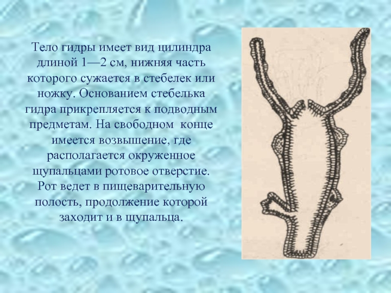 Питание гидры циклопами. Длина тела гидры. Части тела гидры. Основание тела у гидры. Тело гидры состоит из.