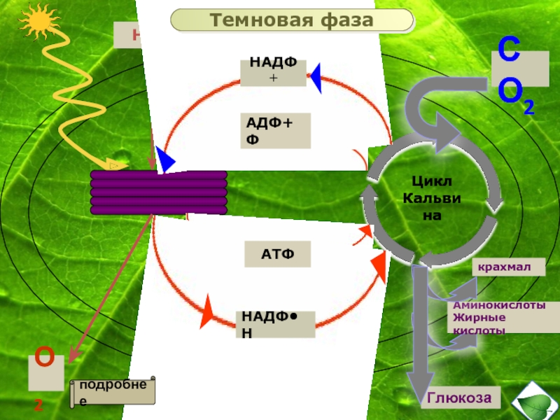 Фотосинтез протекает в 2 этапа. Темная фаза фотосинтеза реакция. Цикл Темновой фазы фотосинтеза. Схема Темновой фазы фотосинтеза. Темновая стадия фотосинтеза реакции.