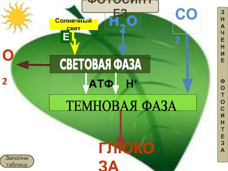 Темновая фаза таблица. Теневая фаза фотосинтеза. Синтез АТФ фотосинтез. Световая фаза и темновая фаза фотосинтеза. Световая фаза фотосинтеза Солнечный свет.