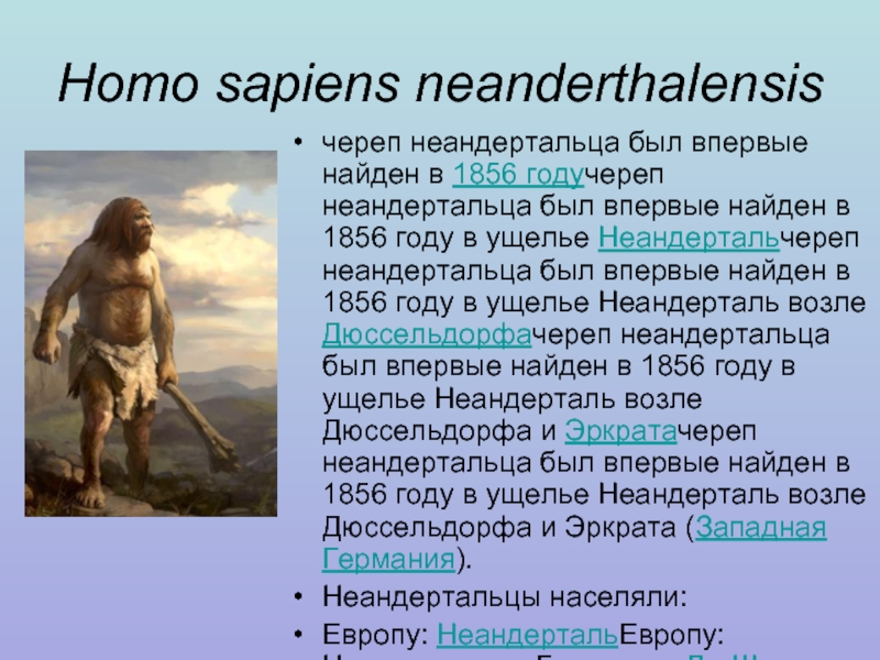 Homo sapiens neanderthalensis череп неандертальца был впервые найден в 1856 годучереп неандертальца был впервые найден в 1856