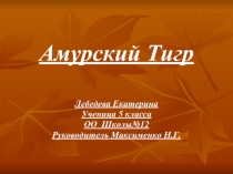 Амурский Тигр