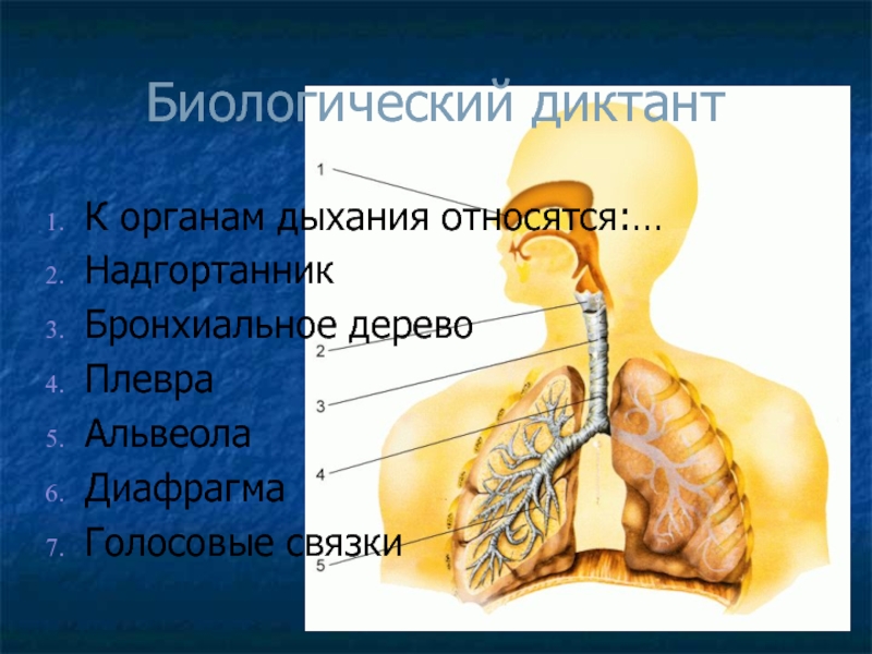 Органами дыхания являются тест. К органам дыхания не относятся. К органам дыхания относятся. К организмам дыхания относятся. Альвеолы относятся к дыхательной системе.