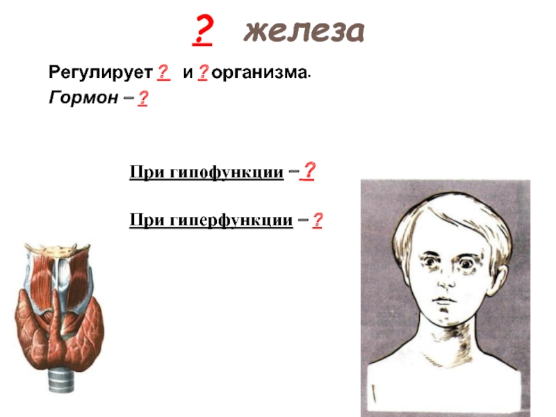 Железа регулирующая. Витамин а гипофункция и гиперфункция. Гипофункция слезной железы. Параганглии гиперфункция и гипофункция. Слюнные железы гиперфункция и гипофункция.