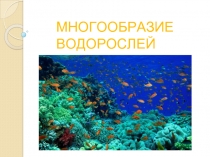 МНОГООБРАЗИЕ ВОДОРОСЛЕЙ