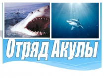 Отряд Акулы 