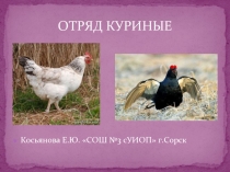 Отряд Куриные