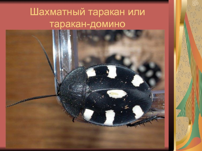 Шахматный таракан или  таракан-домино