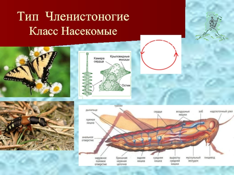 Членистоногие класс насекомые. Тип Членистоногие класс насекомые. Тип Членистоногие класс насекомые кровеносная система. Тип Членистоногие класс насекомые нервная система. Оплодотворение Тип Членистоногие класс насекомые.