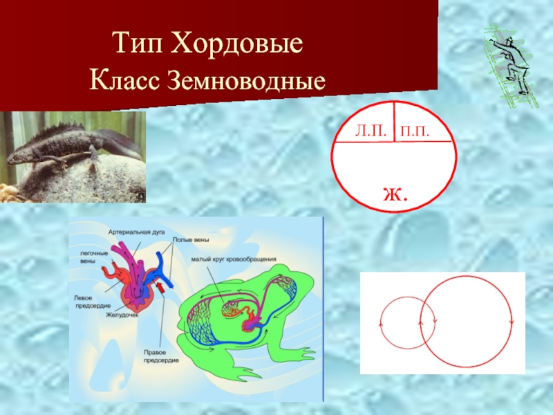 Кровеносная система кровь 7 класс презентация латюшин