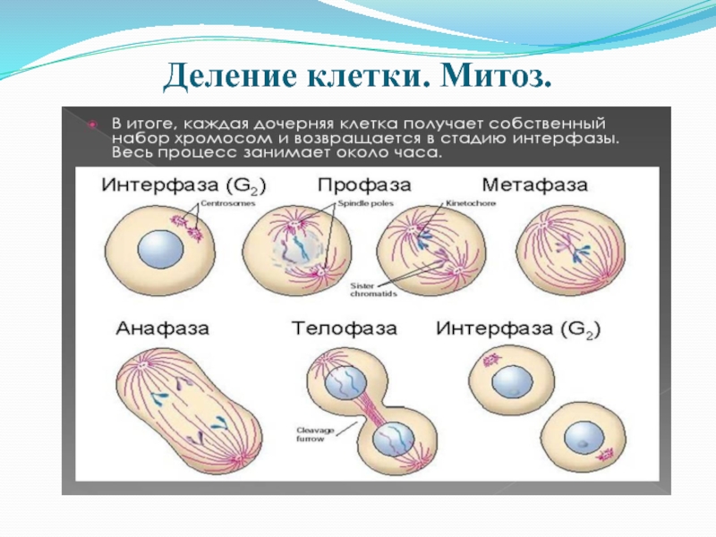 Деление клетки онтогенез. Онтогенез деление митоза. Деление клетки митоз вопросы обобщение.