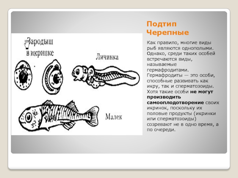 Индивидуальное размножение. Виды рыб гермафродитов. Рыба гермафродит название.