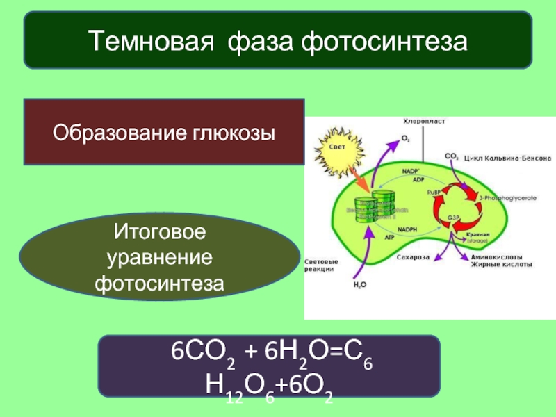 Какие процессы происходят в фазах фотосинтеза