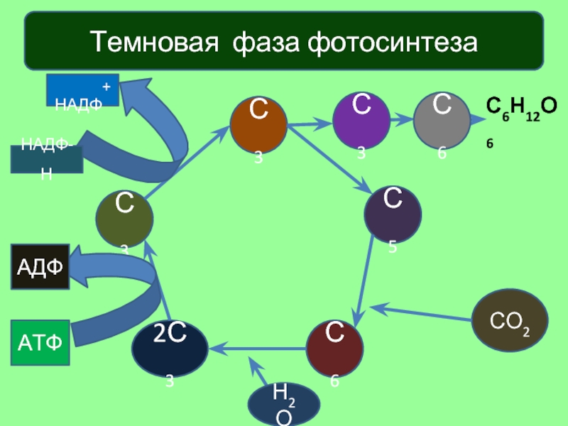 Темновая фаза фотосинтеза. Со2 н2о фотосинтез. Фотосинтез о2 со2. Темновая адаптация норма. Образование атф темновая фаза