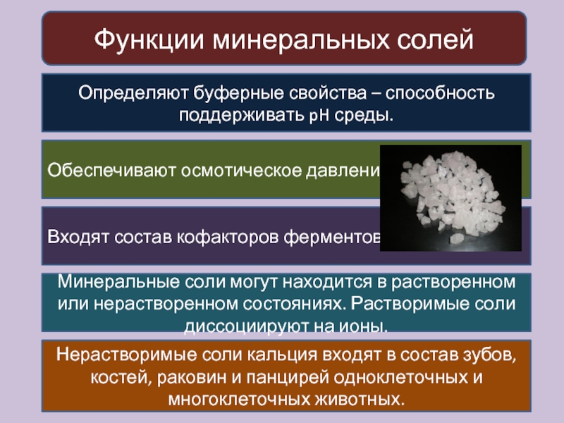 Минеральные соли входят. Биологические функции Минеральных солей. Минеральные соли функции в организме человека. Функции Минеральных солей биология 6 класс.